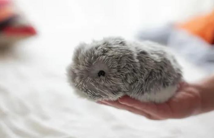 A guinea pig doped with AI to improve its mental health