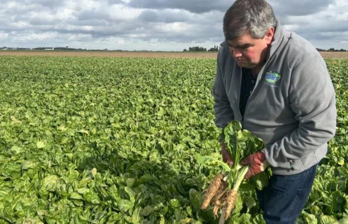 endive producers “worried” for the years to come despite a good harvest this fall