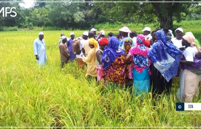 SENEGAL-AGRICULTURE-RESEARCH / Kolda: an agreement worth around 1.2 billion to make the Séfa center operational (PDCVR coordinator) – Senegalese press agency