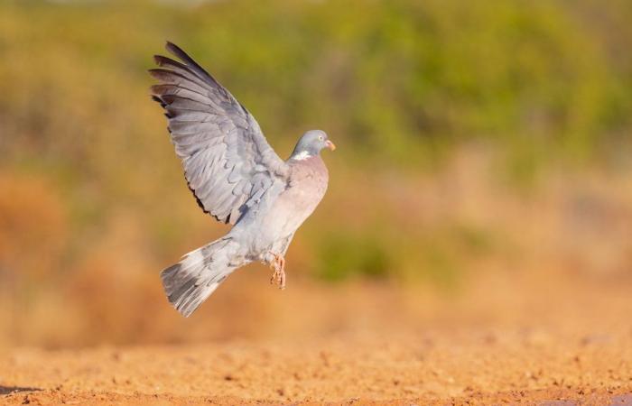 The new mobilization of hunters in Gironde to defend woodpigeon hunting