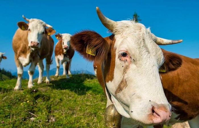 Lease terminated: A farmer must sell his cows: “Something has died in me”