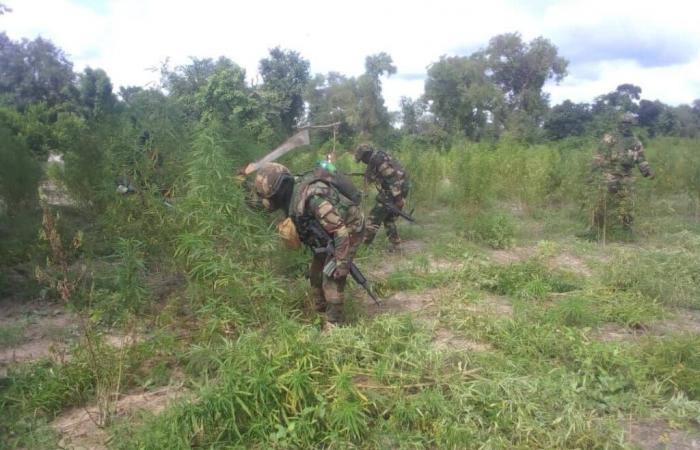 North Sindian-Casamance: 50 ha of Indian hemp fields valued at 2 billion destroyed by the Army