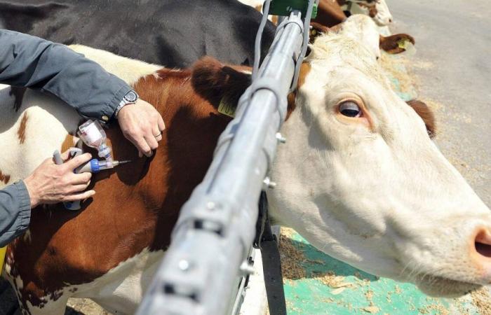 Swiss breeders grappling with a new epizootic of blue tongue disease