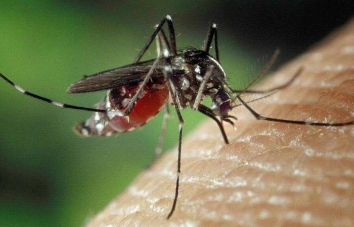 The tiger mosquito has colonized a new town in Sarthe