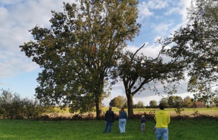 Entwined oaks voted Most Beautiful Tree in Mechelen: “The emotional story was the deciding factor” (Mechelen)