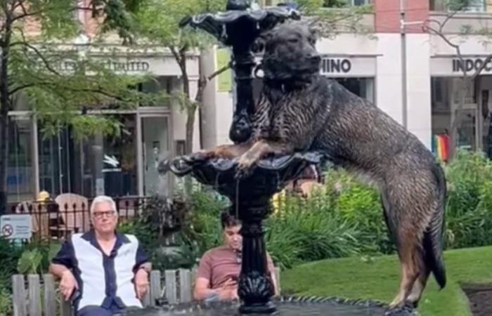 A dog in search of freshness turns into a statue to become one with the fountain (video)