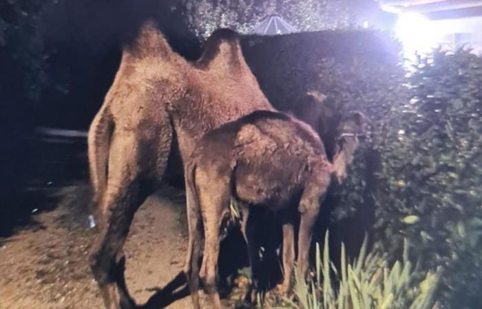 UNUSUAL – Côte-d’Or: camels wander in the center of the village of Ouges near Dijon