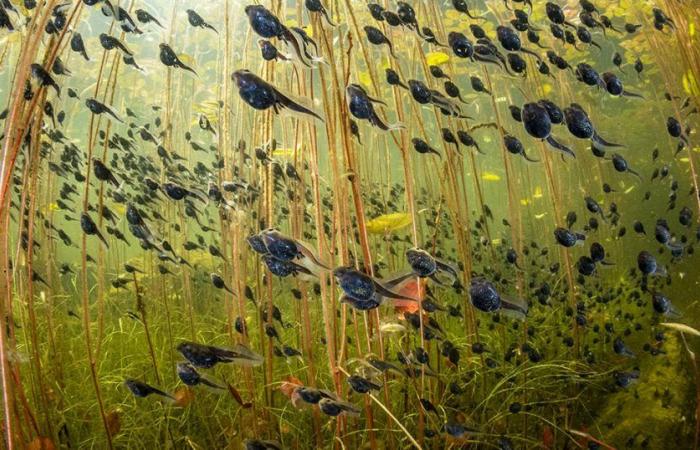 With a swarm of tadpoles, Canadian Shane Gross wins the 2024 wildlife photography prize – Libération