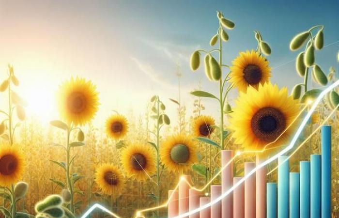 Sunflower prices soar with poor harvest