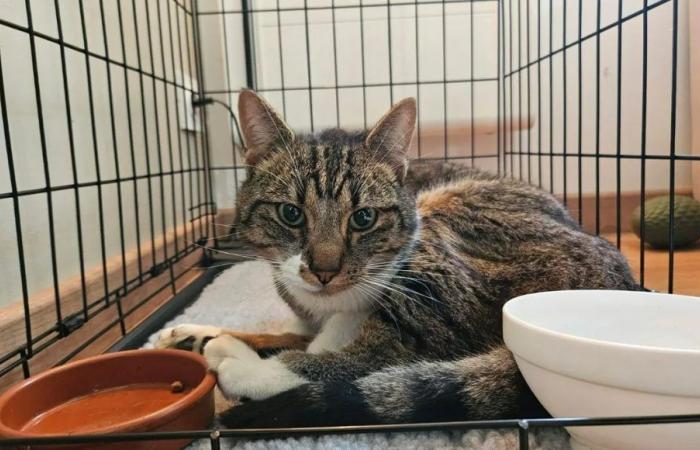 The anger of this resident in Dordogne after her cat came home riddled with lead