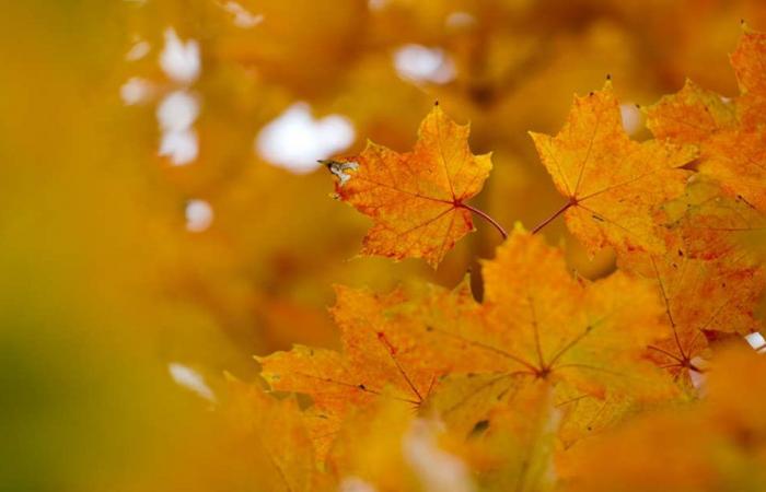 Mild temperatures and golden October