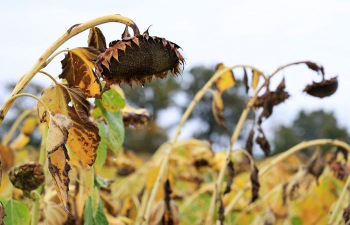 in Indre, a sunflower harvest stalled