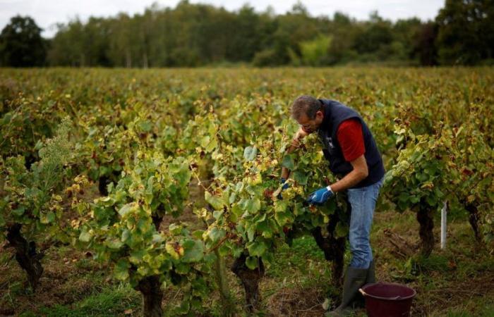 In Gironde, two Moroccans tried for human trafficking in vineyards