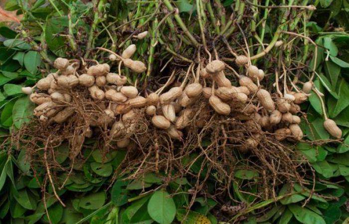 New agricultural production in the Landes with climate change