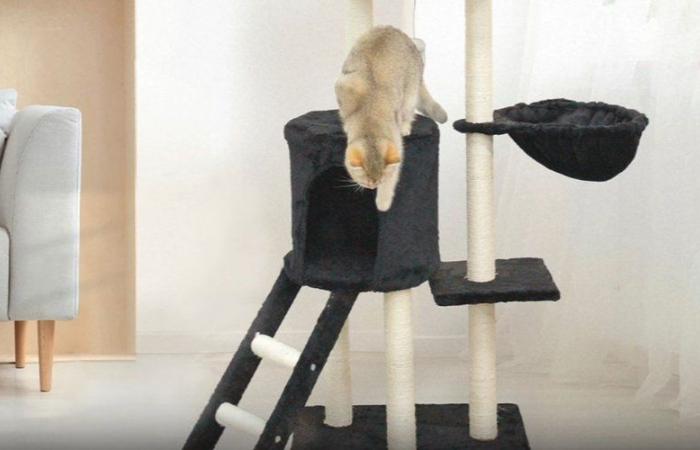 With its 3 platforms, this cat tree for less than 35 euros is wreaking havoc on the web