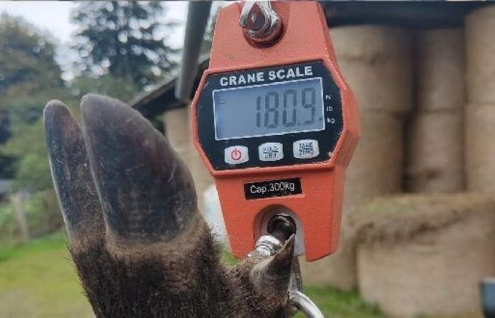 An exceptional feat: A 180 kg wild boar taken during a driven hunt in Ille-et-Vilaine