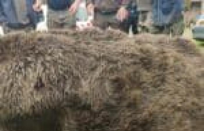 An exceptional feat: A 180 kg wild boar taken during a driven hunt in Ille-et-Vilaine