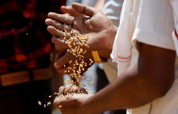 India increases wheat procurement price by 6.6% to boost production