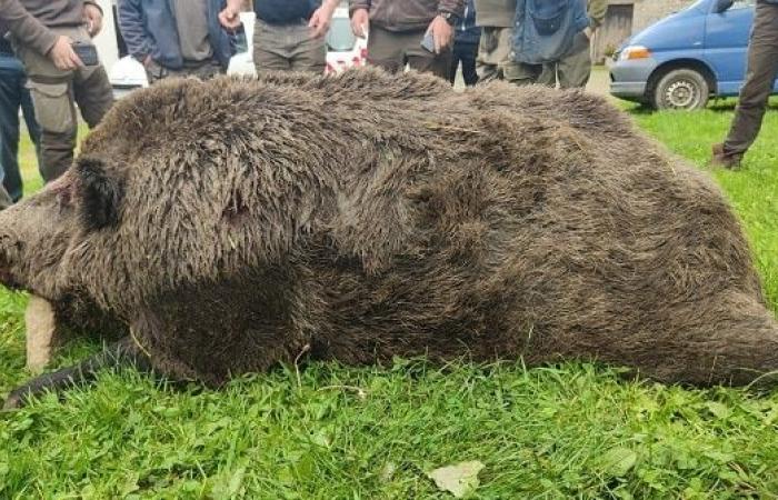 An exceptional feat: A 180 kg wild boar taken during a driven hunt in Ille-et-Vilaine