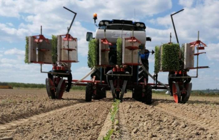 after the crisis, “consumption is picking up again”, welcomes the Tomates d’Aquitaine factory in Bergerac