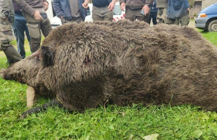 An exceptional feat: A 180 kg wild boar taken during a driven hunt in Ille-et-Vilaine