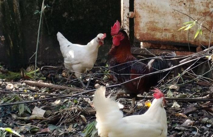 A couple from Nord-Isère taken to court because of the crowing of their rooster Ricco