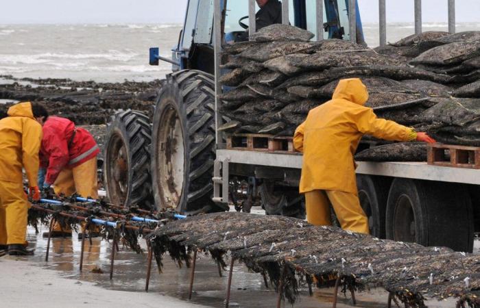 Due to “low-mast” consumption of Normandy oysters, Channel businesses are in the red