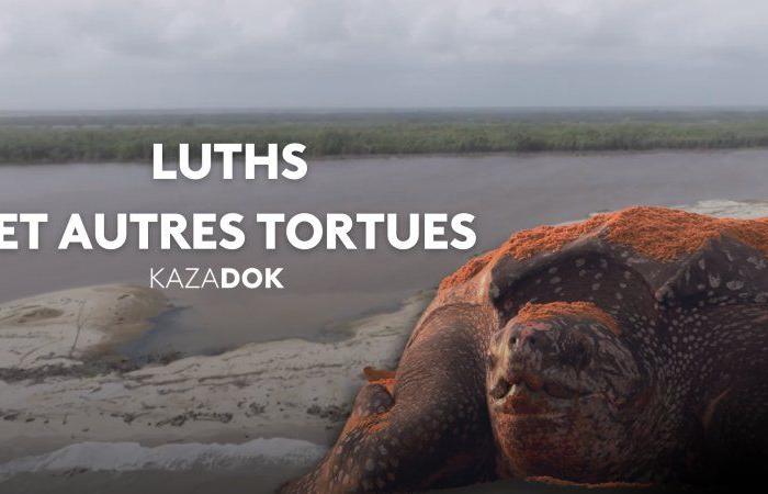 Lutes and other turtles – Documentary in replay