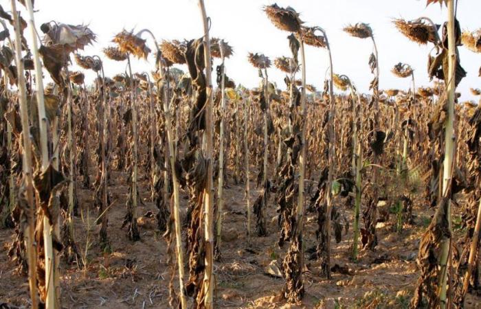 In the Charentes, dismay and anger permeate all parts of the agricultural world