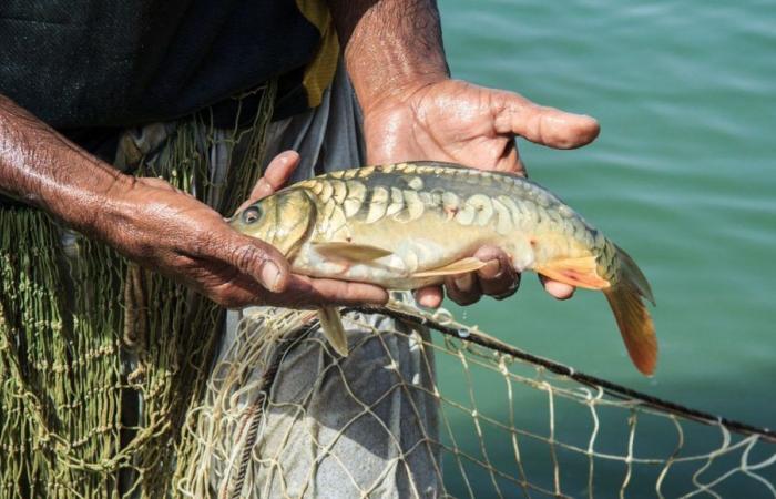 Jérémy Fuchs is the last professional fisherman on the Rhine