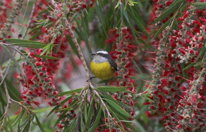 Talking about the birds of the Camargue in Peru