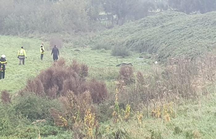 Three calves stuck in the mud in this town of Seine-Maritime