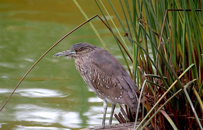 Talking about the birds of the Camargue in Peru