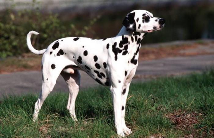 Calls for donations for 62 dalmatians collected by the SPA