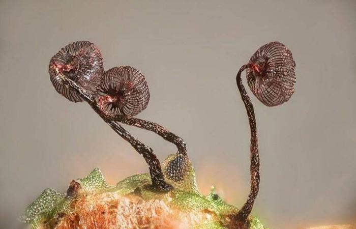 The miniature world is fascinating, here are the most beautiful images captured this year under the microscope – Ouest-France evening edition