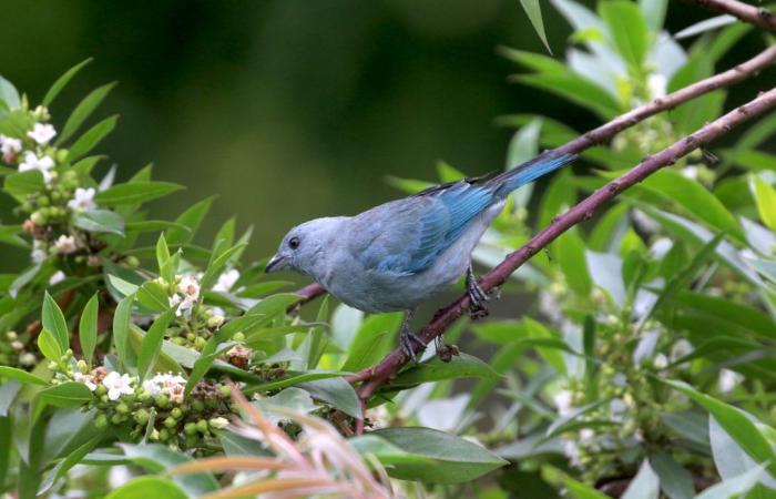 Talking about the birds of the Camargue in Peru