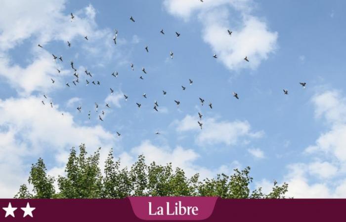 “Cabane” by Abel Quentin: the great novel of our ecological blindness