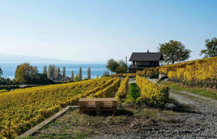 Gastronomy: 4 Swiss addresses to sit under a vine