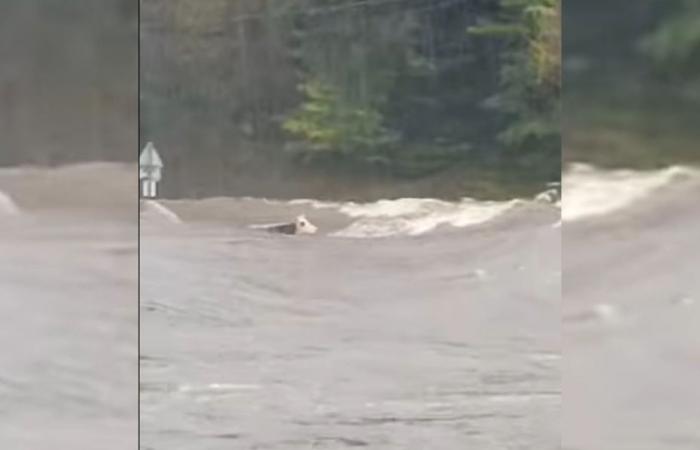 “It’s unfortunate to see these animals trapped”, cows swept away by a river in Haute-Loire