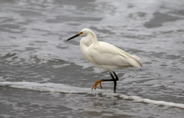 Talking about the birds of the Camargue in Peru