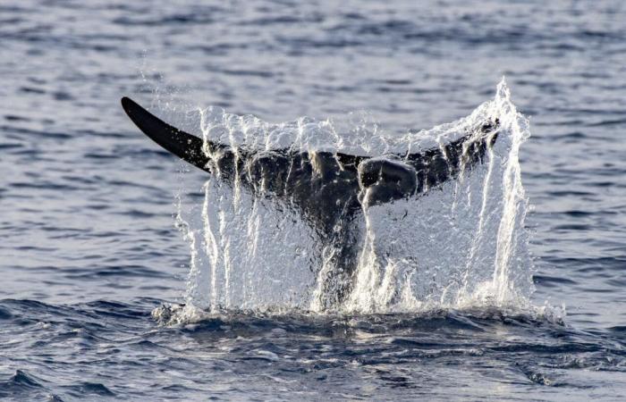 A whale swims in the Seine between Rouen and Le Havre: how to explain it?