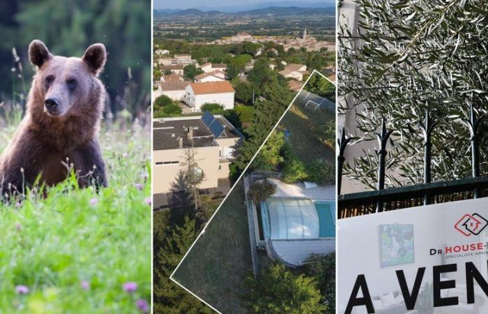 Facing a bear, house against doctor, falling real estate prices… the main news in the region