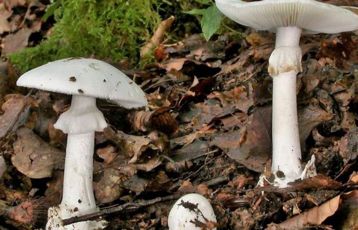 Children in acute danger after mushroom poisoning