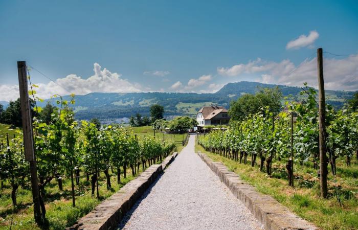 Gastronomy: 4 Swiss addresses to sit under a vine