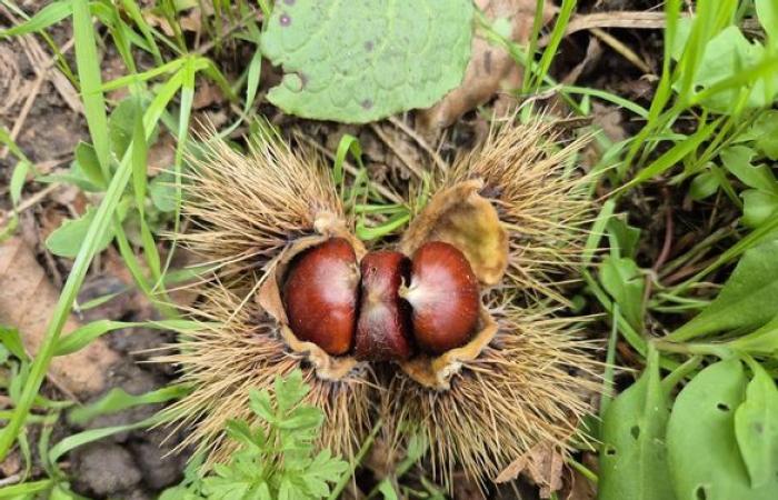 Chestnuts, mushrooms, health… Things to see and do in Haute-Vienne