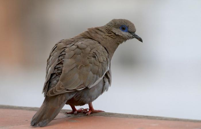 Talking about the birds of the Camargue in Peru