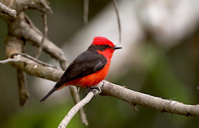 Talking about the birds of the Camargue in Peru