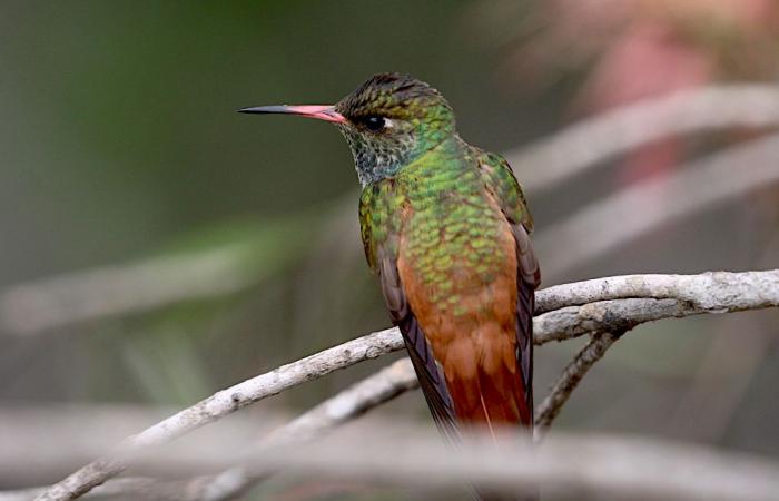 Talking about the birds of the Camargue in Peru