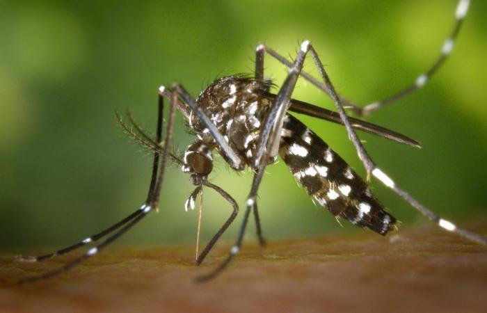 Mosquitoes in October! Why they are still very present in Provence