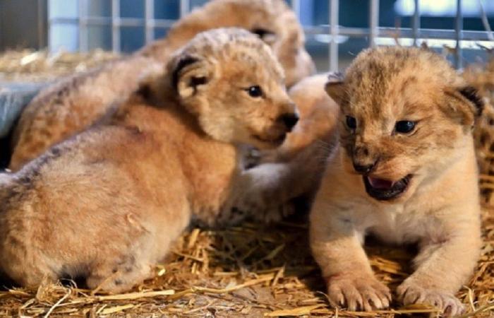 Birth of an Atlas lion cub at the Rabat Zoological Garden